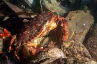 Cancer productus (Red Rock Crab)