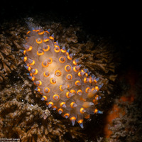 Antiopella barbarensis (Santa Barbara Janolus)