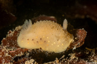 Cadlina modesta (Modest Cadlina)