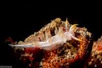 Coryphella trilineata (Three-Lined Aeolid)