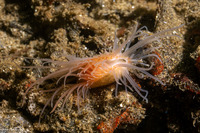 Limaria hemphilli (Hemphill's Fileclam)