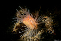 Limaria hemphilli (Hemphill's Fileclam)