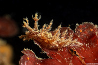 Dendronotus venustus (Branched Dendronotus)