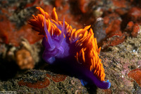 Flabellinopsis iodinea (Spanish Shawl)