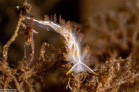 Coryphella trilineata (Three-Lined Aeolid)