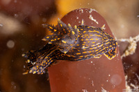 Polycera atra (Black Dorid)