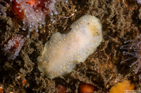 Cadlina modesta (Modest Cadlina)