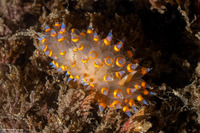 Antiopella barbarensis (Santa Barbara Janolus)