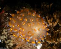 Antiopella barbarensis (Santa Barbara Janolus)