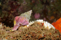 Kelletia kelletii (Kellet's Whelk)