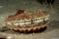 Patinopecten caurinus (Giant Pacific Scallop)