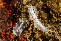 Eurylepta californica (Montgomery's Flatworm)
