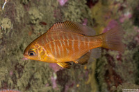 Embiotoca jacksoni (Black Perch)