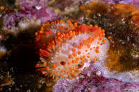 Limacia cockerelli (Cockerell's Dorid)