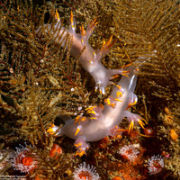 Dendronotus albus (White Dendronotus)