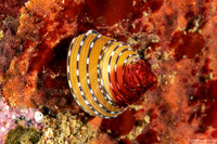 Calliostoma tricolor (Three-Colored Top Shell)
