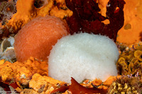 Aplidium californicum (Sea Pork)