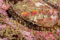 Haliotis kamtschatkana (Pinto Abalone)