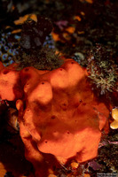 Acarnus erithacus (Red Volcano Sponge)