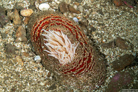 Urticina columbiana (Sand-Rose Anemone)