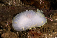 Cadlina luteomarginata (Yellow Margin Cadlina)