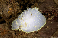Cadlina luteomarginata (Yellow Margin Cadlina)