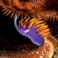 Flabellinopsis iodinea (Spanish Shawl)