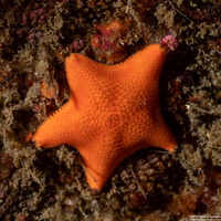 Patiria miniata (Bat Star)
