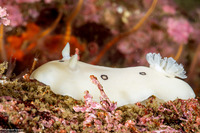 Diaulula sandiegensis (San Diego Dorid)