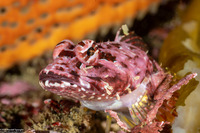 Artedius corallinus (Coralline Sculpin)