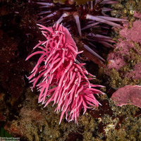 Okenia rosacea (Hopkins' Rose Nudibranch)
