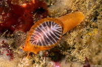 Pseudopusula californiana (Coffee Bean Cowry)