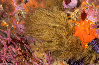 Obelia sp.1 (Obelia sp.1)