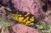 Sebastes chrysomelas (Black-and-Yellow Rockfish)