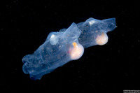 Thetys vagina (Pelagic Tunicate)