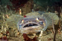 Porichthys notatus (Plainfin Midshipman)