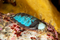 Lepidozona radians (Lepidozona Radians)