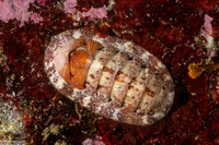 Lepidozona mertensii (Merten's Chiton)