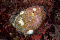 Haliotis rufescens (Red Abalone)