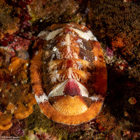 Lepidozona mertensii (Merten's Chiton)