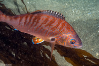 Hypsurus caryi (Rainbow Seaperch)