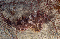 Scorpaenichthys marmoratus (Cabezon)