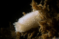 Diaphorodoris lirulatocauda (Ridge-Tailed Dorid)