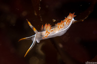 Coryphella trilineata (Three-Lined Aeolid)