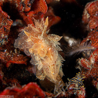 Dirona picta (Colorful Dirona)