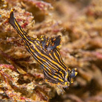 Polycera atra (Black Dorid)