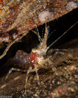 Pandalus danae (Dock Shrimp)