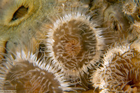 Metridium senile (Plumose Anemone)