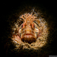 Neoclinus stephensae (Yellowfin Fringehead)