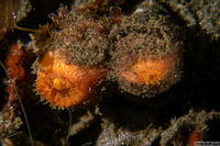 Entodesma navicula (Ugly Clam)